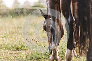 A brown horse with raindrops running down on fur. A horse standing in a green pasture during a downpour rain