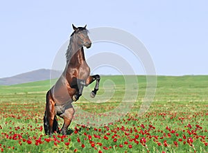 Brown horse rearing on pasture