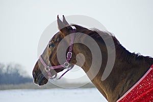 brown horse in a red horse-cloth stands in a field