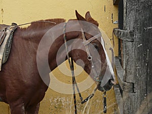 Brown horse relaxing after ride