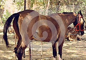 Brown horse resting outside