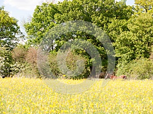 A brown horse resting in a summer field of buttercups outside uk