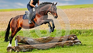 Brown horse with rider jumping over a terrain obstacle tree trunk, oblique front view on a green meadow and blue sky.