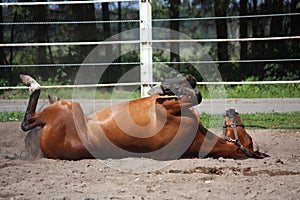 Brown horse rolling on the ground
