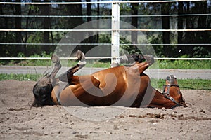 Brown horse rolling on the ground