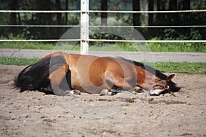 Brown horse rolling on the ground