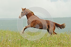 Brown horse run gallop on green meadow in summer day