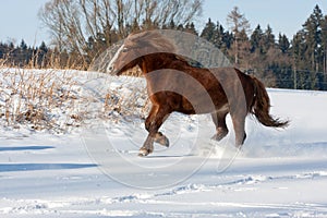 Brown horse run gallop in winter