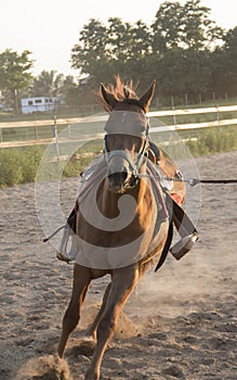 Brown Horse running