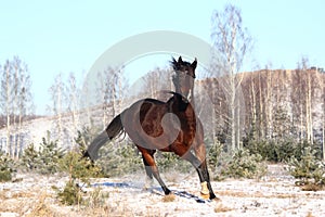 Brown horse running free in winter