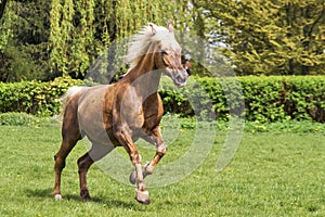 Brown horse running