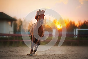 Hnědý kůň běh na západ slunce 