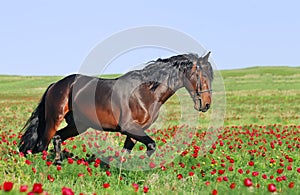 Brown horse running trot on pasture