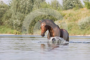 Brown horse running in the water