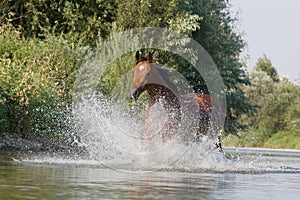 Brown horse running in the water
