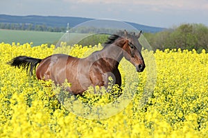 Brown horse running in yellow colza field photo