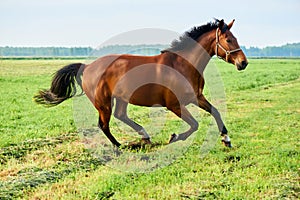 Brown horse runs across the field