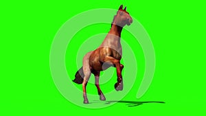 Brown Horse Runs Loop Animals Green Screen 3D Rendering Animation