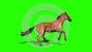 Brown Horse Runs Loop Animals Green Screen Side 3D Rendering Animation