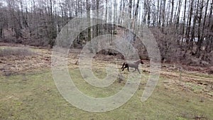 a brown horse runs near a private house, winter forest, video top view using a drone