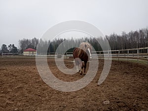 Brown horse runs in the paddock
