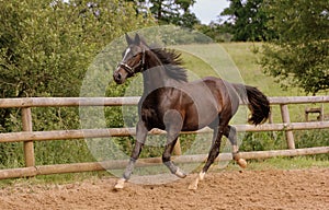 A brown horse runs in the paddock.