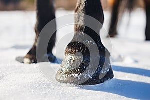 Brown horse`s hooves on snow in spring