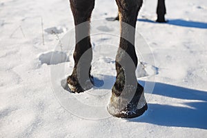 Brown horse`s hooves on snow in spring