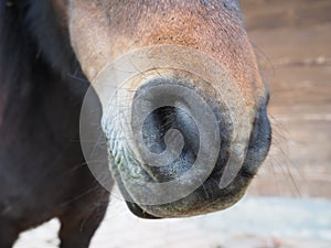 brown horse's nostrils close-up. Big nose with nostrils