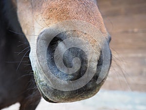 brown horse's nostrils close-up. Big nose with nostrils