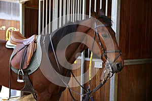 Brown horse with saddle and reins