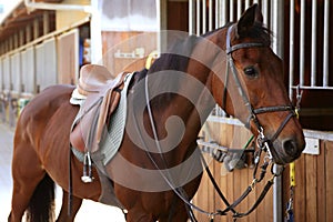 Brown horse with saddle and reins photo