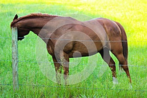 Brown Horse Scratching Ear On Fence