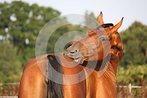 Brown horse scratching itself on the pasture