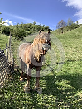 a brown horse that seems to laugh