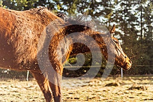 Brown horse shake off the dust in the sunny day