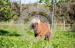 Brown horse shetland mini litle