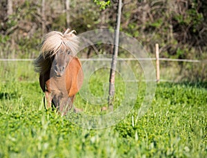 Brown horse shetland mini litle