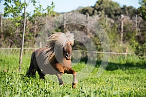 Brown horse shetland mini litle