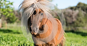 Brown horse shetland mini litle