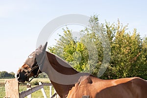 Brown horse side view stands on the field at the stable in a funny dark mask in the sunshine