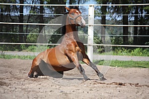 Brown horse sitting on the ground