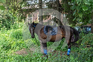 Brown horse with snaffle and saddle among grass near trees