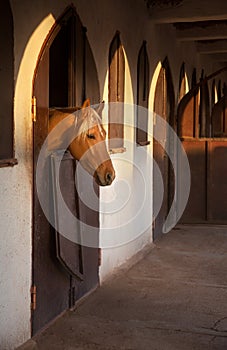Brown Horse Sneaking Out of His Stable Window With Warm Orange Ray of Sun on his Head