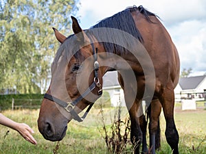 Brown horse sniffing at outstretched hand