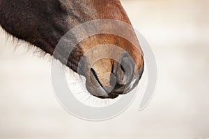 Brown horse snout