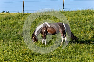 brown horse on springtime meadow