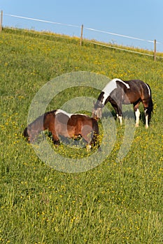 brown horse on springtime meadow
