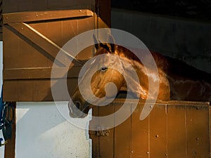 A Brown horse at stable photo