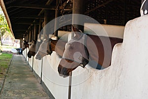 A Brown horse at stable